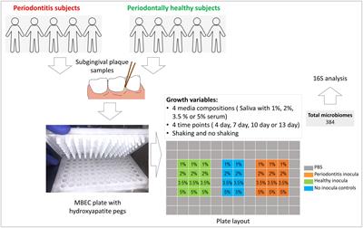 Optimization of conditions for in vitro modeling of subgingival normobiosis and dysbiosis